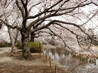 善福寺公園